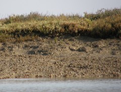 Numenius phaeopus