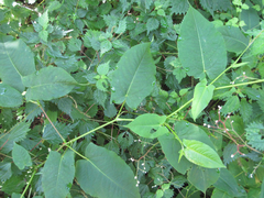 Persicaria dissitiflora
