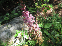 Astilbe rubra