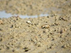 Afruca tangeri