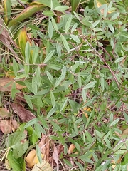 Salix repens