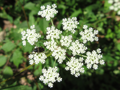 Kitagawia terebinthacea