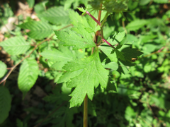 Kitagawia terebinthacea