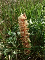 Orobanche amethystea