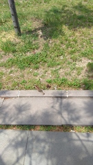 Passer domesticus