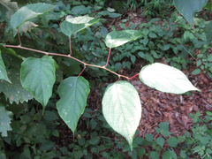 Actinidia polygama