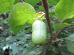 Actinidia polygama