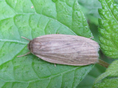Macrobrochis staudingeri