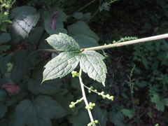 Aruncus