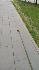 Passer domesticus