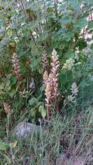 Orobanche ballotae