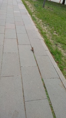 Passer domesticus