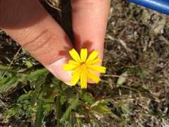 Leontodon saxatilis saxatilis