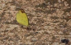 Eurema simulatrix