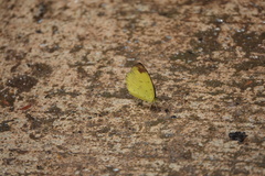 Eurema simulatrix