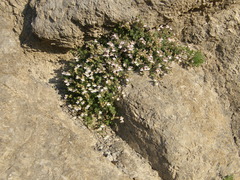 Chaenorhinum