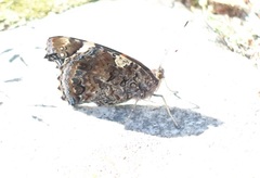 Vanessa atalanta