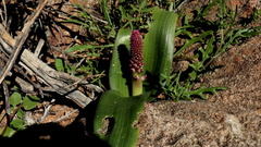 Lachenalia carnosa