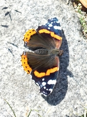 Vanessa atalanta