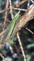 Nineta pallida