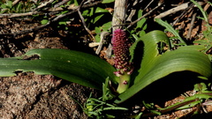 Lachenalia carnosa