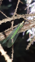 Nineta pallida