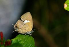 Horaga albimacula triumphalis