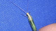 Nineta pallida