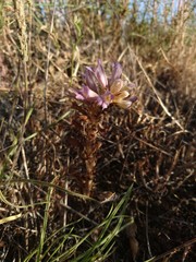 Phelipanche arenaria