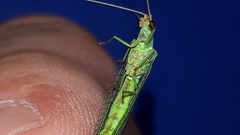 Nineta pallida