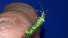 Nineta pallida