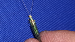 Nineta pallida