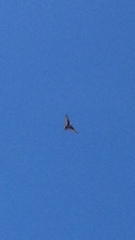 Ptyonoprogne rupestris