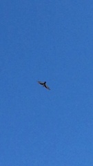 Ptyonoprogne rupestris