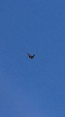 Ptyonoprogne rupestris