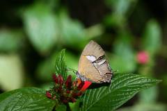Horaga albimacula triumphalis
