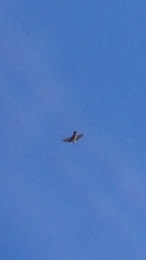 Ptyonoprogne rupestris