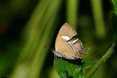 Horaga albimacula triumphalis