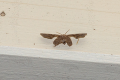 Phazaca leucocephala