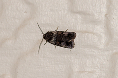 Thoracolopha flexirena