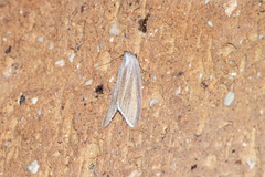 Prionopterina grammatistis