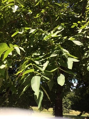 Juglans × intermedia