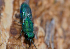 Chrysis lincea