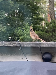 Cardinalis cardinalis