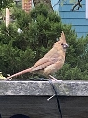 Cardinalis cardinalis