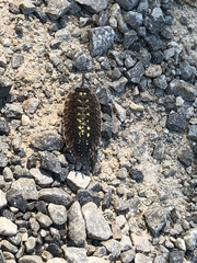 Porcellio spinicornis