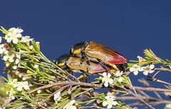 Temognatha variabilis