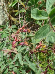 Rosa oxyodon
