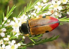 Temognatha variabilis