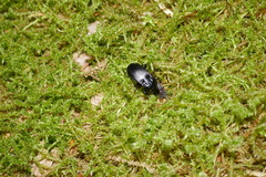 Abax parallelepipedus